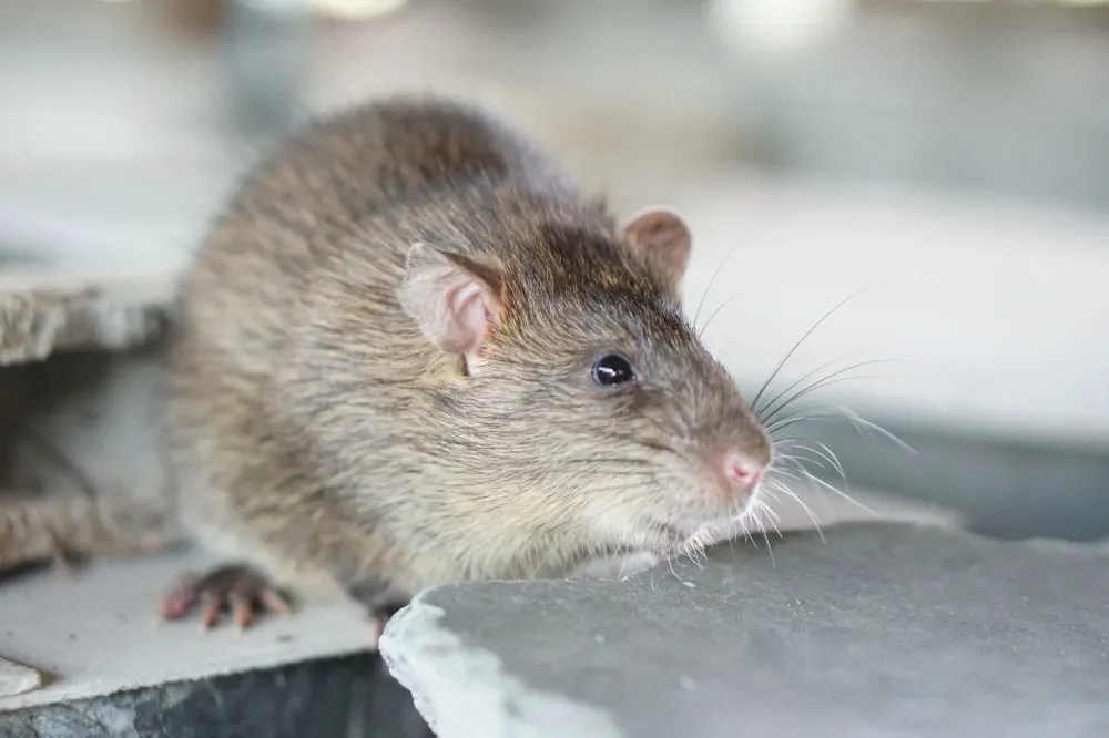 rat près de Hourtin