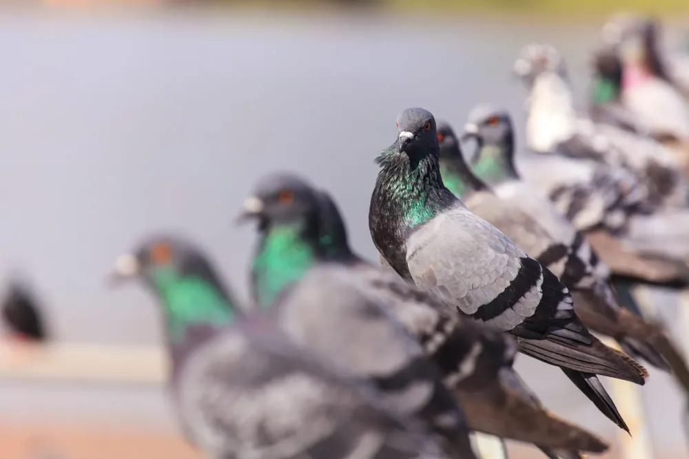 dépigeonnisation près de Hourtin