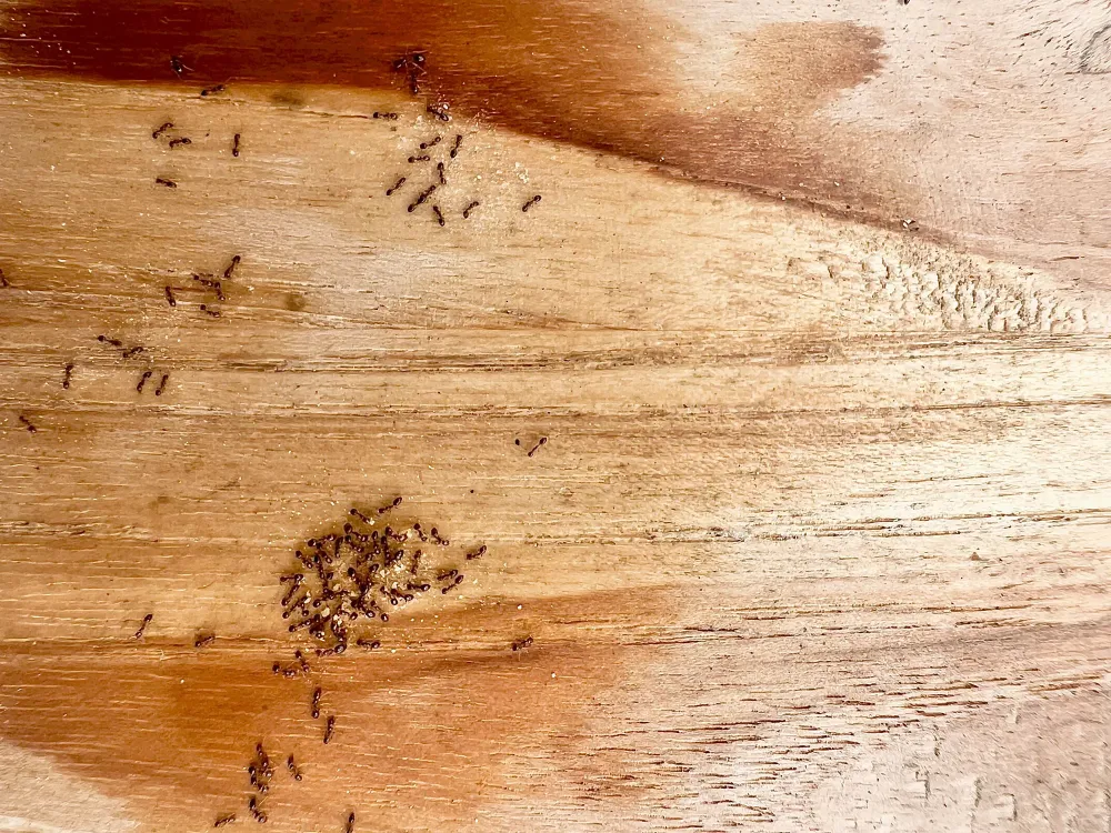 fourmis près de Hourtin